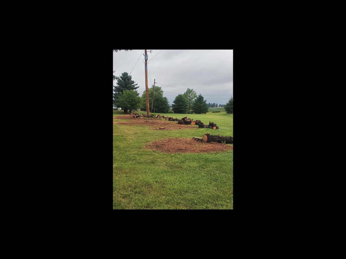 Cut tree trunk sections and firewood rounds laid out across a field after a Somers Lawn & Tree removal in Fayette County, Ohio